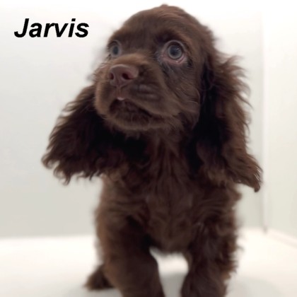 puppy, for, sale, Cocker Spaniel, Joe & Cherri  Overlease, dog, breeder, Miller, MO, dog-breeder, puppy-for-sale, forsale, nearby, find, puppyfind, locator, puppylocator, aca